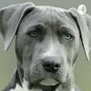 undefined Adopt Don't Shop
