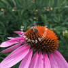 undefined Beekeeping Buddies