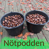 undefined Nötpodden