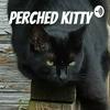 undefined Perched Kitty