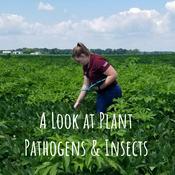 Podcast A Look at Plant Pathogens & Insects