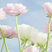 Podcast modnaR Is Random