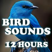 Podcast Bird Sounds - 12 Hours