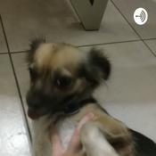 Podcast Diary of a wimpy dog