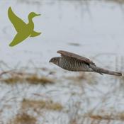 Podcast Fællesskab gennem fugle