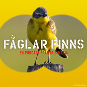 Podcast Fåglar finns