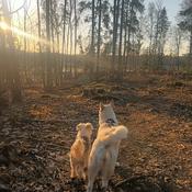 Podcast Hunden som livets spegel