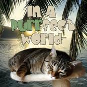 Podcast In A Purrfect World - Pet Life Radio Original