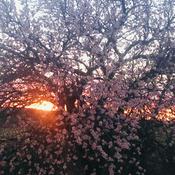 Podcast Johnny Was an Oak - Gender Confusion