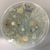 Podcast Microbiology Lab Pod
