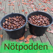 Podcast Nötpodden