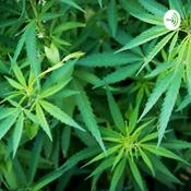 Podcast Smoking Pot And Talking Alot