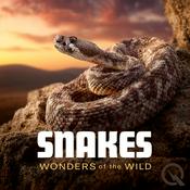 Podcast Snakes