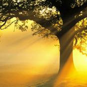 Podcast Ted Nottingham's Podcast