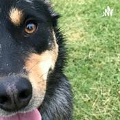 Podcast The Vet Nurse Diary