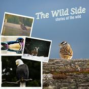 Podcast The Wild Side (archived)
