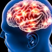 Podcast Understanding the Brain