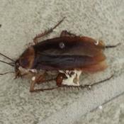 Podcast Vagabond Wasteland