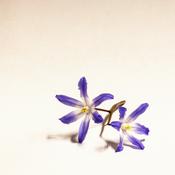 Podcast Zwedenpodcast